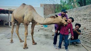 Qurbani k Camel  ny Ali ki garden pakar li  