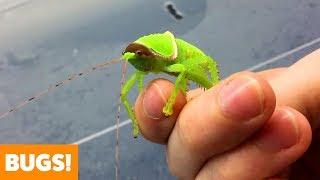 Amazing Insects  Funny Pet Videos