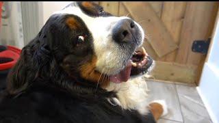 First bath in FOUR years Beautiful Bernese Mountain Dog transformation