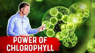 The Power of Chlorophyll for the Gut