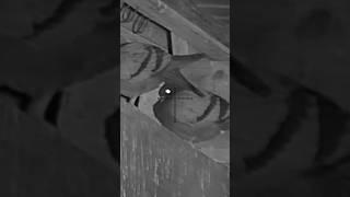 Night vision pigeon hunting using Airgun #youtubeshorts #airgun #viral #pestcontrol