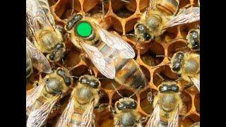 Белорусское Пчеловодство  Марат Никитенко пчеловод . Пасека