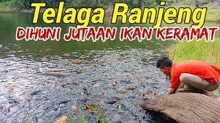 Berani mancing di telaga Ranjeng?  jutaan ikan keramat ada disini