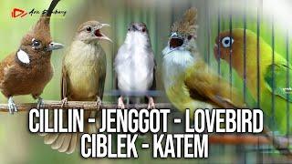 MASTERAN KOMBINASI CILILIN - JENGGOT - LOVEBIRD - CIBLEK - KAPAS TEMBAK