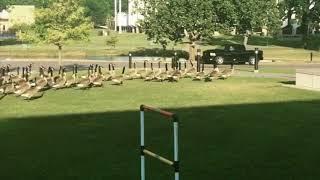 ORU Geese vs. ORU Geese Formation of a Super Flock