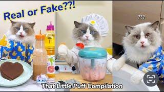 That Little Puff  Real or Fake Compilation