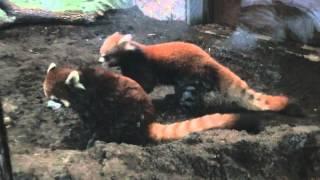 Red Panda Tickle Fight