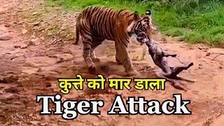 Shocking Safari clip Tiger Kills Dog What Happened that day? Ranthambore