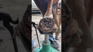 Stuck in the Mud #farrier #horse #satisfying #texas #asmrvideo #cleaning