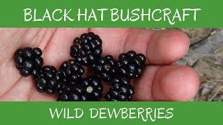 Learn to Identify Wild Dewberry An Edible & Medicinal Plant