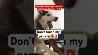 Are huskies aggressive #husky #doglovers #shorts