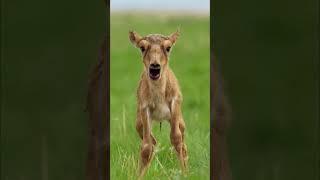 அமைதியான விலங்கு  Saiga Antelope Nose Facts  Tamil Info Share #shorts