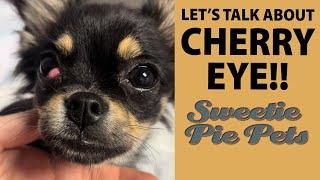 SURGERY FOR CHERRY EYE ON LITTLE CHIHUAHUA  Sweetie Pie Pets by Kelly Swift