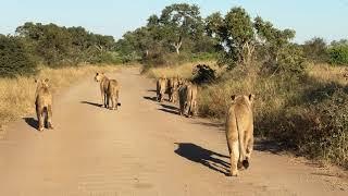 Lets Follow Seven Hungry Lionesses