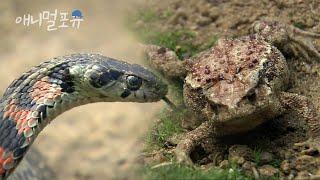 독두꺼비를 삼키려던 굶주린 유혈목이의 최후 ㄷㄷ｜KBS 환경스페셜 061115 방송