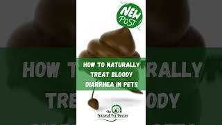 Natural Remedies for Bloody Diarrhea in Pets
