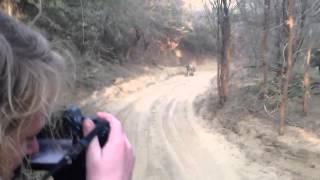 Tiger Safari - Tiger Chase  Attack Jeep in Indias Ranthambore National Park