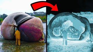 Weirdest Things Ever Found Inside Animals