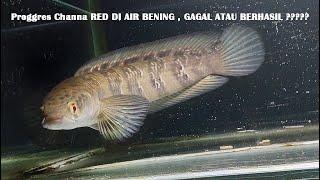 Progress Channa Maru Red Barito di air bening.. Bisa kah bunganya mekar ????