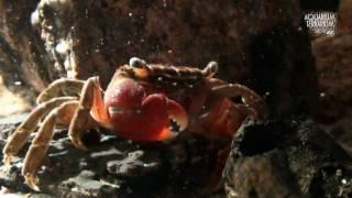 Red Clawed Crab Sesarma bidens - Great look at the ...- Animalia Kingdom Show
