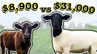 HOW SHEEP EARN 400% MORE THAN COWS  Comparing Cattle Profitability  Micro Ranching for Profit