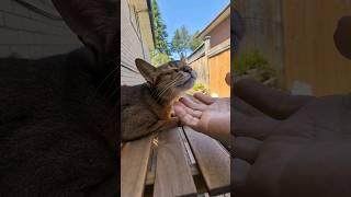 Abyssinian Cat Revels In Affectionate Touches 阿比貓陶醉於深情的撫摸！#abyssiniancat #cat #funnyanimal