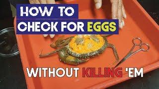 How to check Female Mud Crab with Eggs in your crab farm