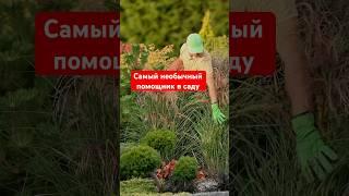 «Обычное» сито а сколько пользы