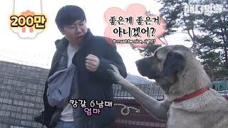 Why did the mama Kangal dog tell the producer to release his fist?