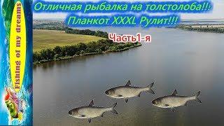 Как сделать супер уловистый планктон и поймать 100 кг толстолоба?