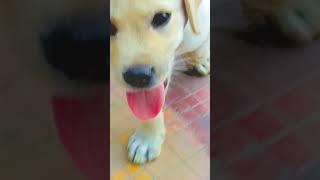 Check Dog Habit And Dites #viralvideo #viral #trending #short #shorts