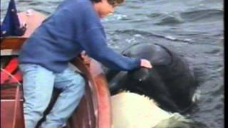 Free Willy 2  The Adventure Home - VHS Commercial - 1995