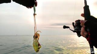 Mancing Cumi Pasti Dapat Banyak Kalau Sudah Pakai Umpan Ini  Mancing Cumi Sore Hari Di Pulau Bokor