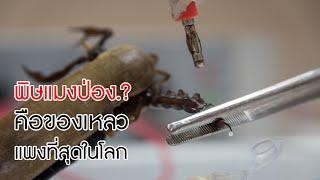 ทำไม? พิษแมงป่อง จึงเป็นของเหลวแพงที่สุดในโลก