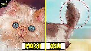 8 Tips Mengenali Ciri-Ciri Kucing Persia Yang Asli