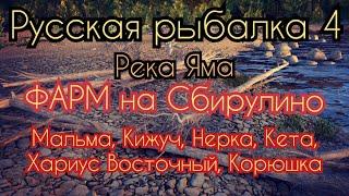 РР4. река Яма. Фарм на Сбирулино. Где ловить Мальма Кижуч Нерка Кета Хариус Восточный Корюшка.