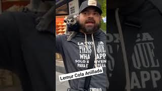 Lemur Cola Anillada #shortsvideo