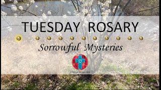 Tuesday Rosary • Sorrowful Mysteries of the Rosary  April 23 2024 VIRTUAL ROSARY - MEDITATION
