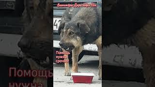 Сегодня пришла собака у неё оторвана нижняя челюсть  есть и пить не может   help the dog