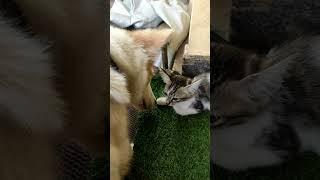 dog cat love  kiss animals video #dog #cat #animals #animalshorts #tamil #love #funny #happiness