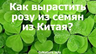 Как вырастить розу из семян из Китая?