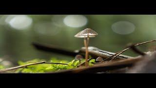 Pilze - Pilze fotografieren
