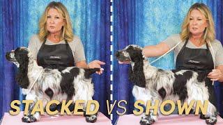 How to SHOW your dog vs Just Stacking Your Dog