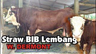 DINO SAPI SIMMENTAL SUPER STRAW W. DERMONT MILIK MAS PRADIKA CN.