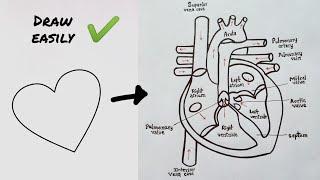 How to draw Human Heart diagram Step by step  मानव हृदय की संरचना का चित्र  CBSE  NCERT