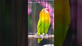 Lovebird NGEKEK PANJANG Istimewa