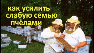 #Пчёлы. Если нужно молодыми пчёлами усилить отводок или слабую семью делается это просто...