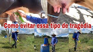 VACAS COM FERIMENTOS  AQUI NO SITIO SAIBA QUAL A CAUSA E COMO TRATAR  ELIVANIO NO SITIO