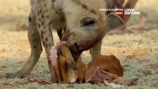 Африканские охотники  Africas Hunters  Голодный леопард 1 серия 4K