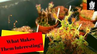 Pygmy Sundew - What Exactly Makes These Plants Interesting?